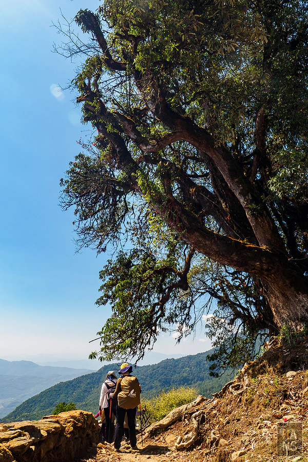 馬蹄山群健行 Mardi Himal Trek