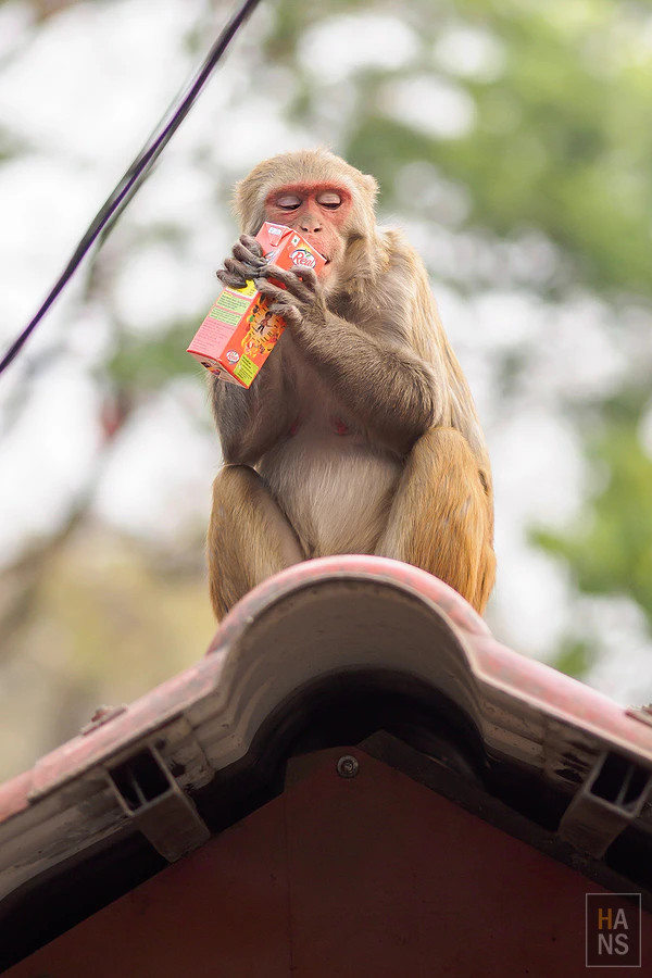 馬蹄山群健行 Mardi Himal Trek
