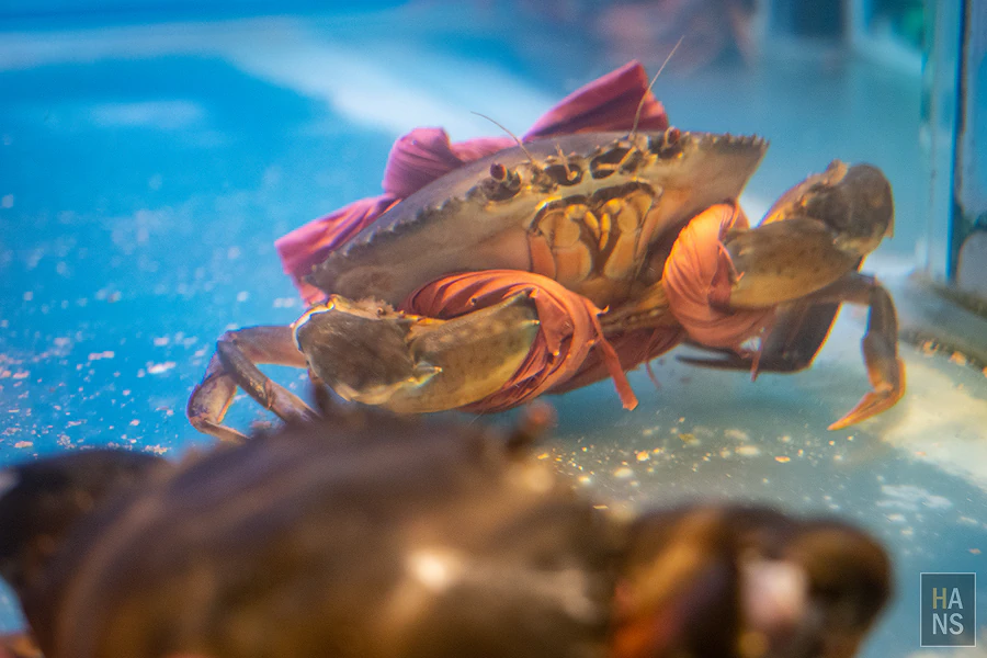 採色鍋_林口頂級涮涮鍋