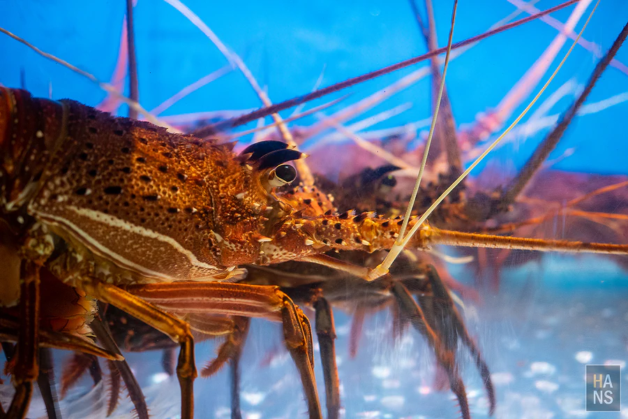 採色鍋_林口頂級涮涮鍋