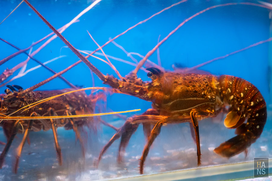 採色鍋_林口頂級涮涮鍋