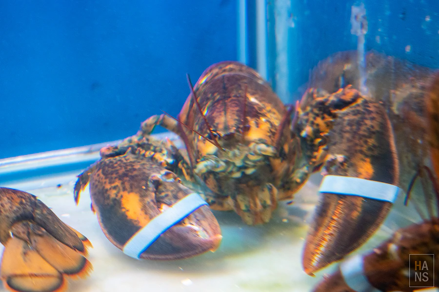 採色鍋_林口頂級涮涮鍋