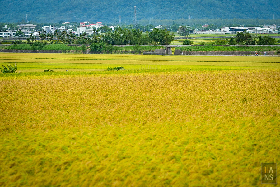 台東池上伯朗大道_清河堂焢土窯米苔目