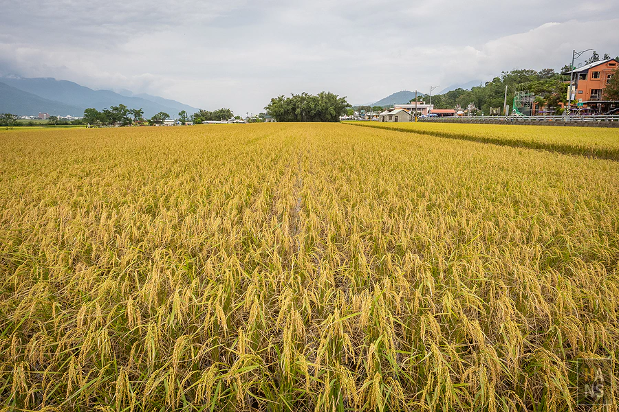 台東池上伯朗大道_清河堂焢土窯米苔目