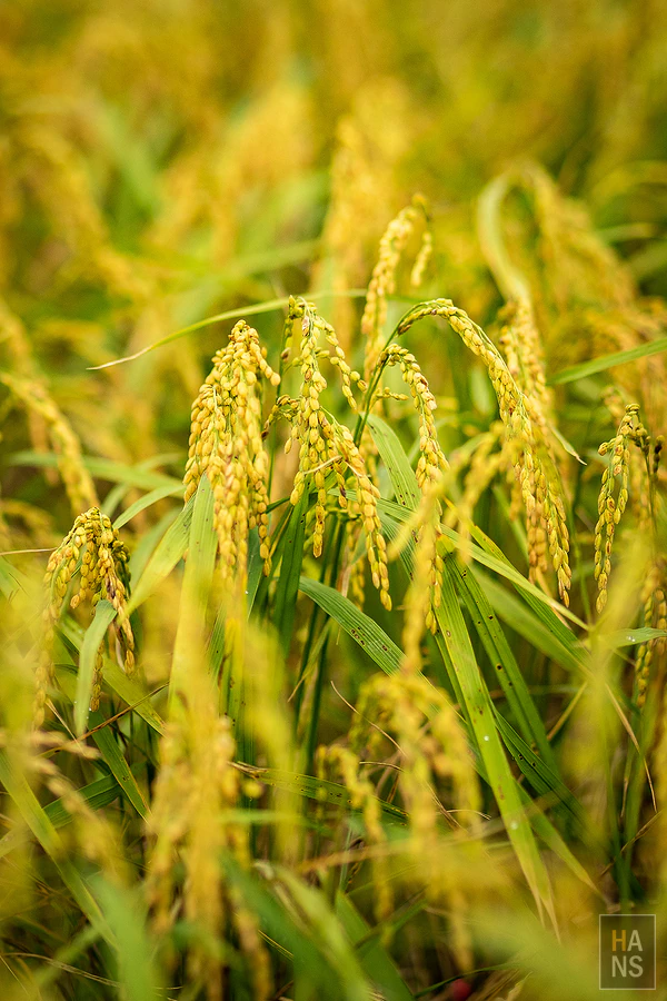 台東池上伯朗大道_清河堂焢土窯米苔目
