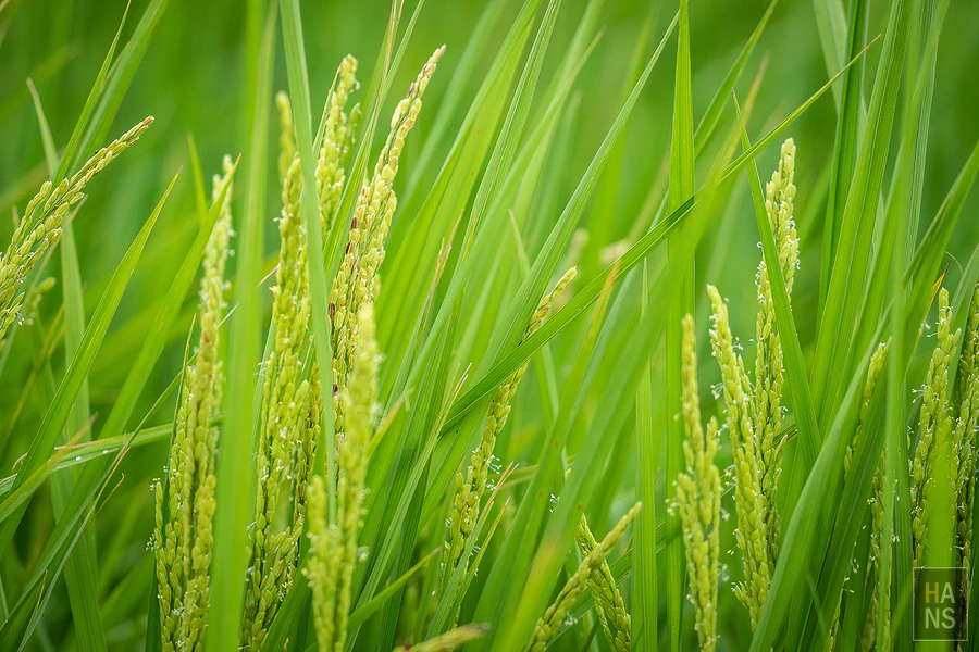 台東池上伯朗大道_清河堂焢土窯米苔目