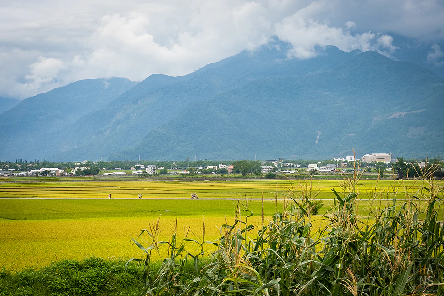 台東池上伯朗大道_清河堂焢土窯米苔目