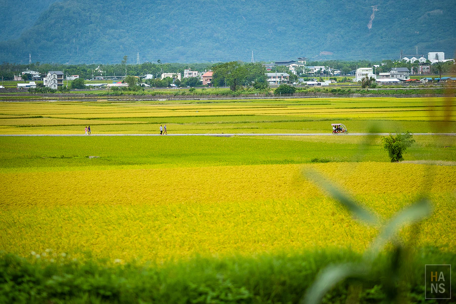 台東池上伯朗大道_清河堂焢土窯米苔目