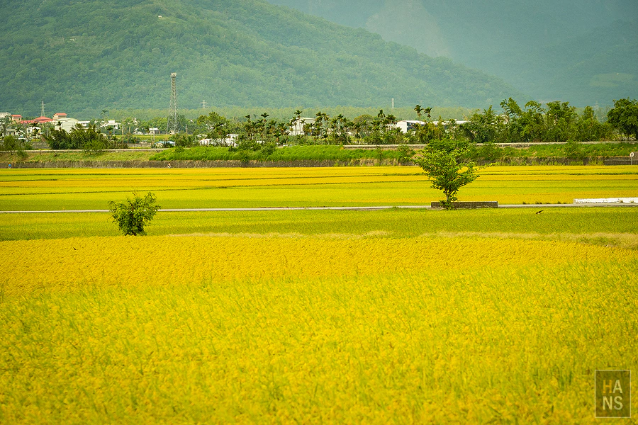 台東池上伯朗大道_清河堂焢土窯米苔目