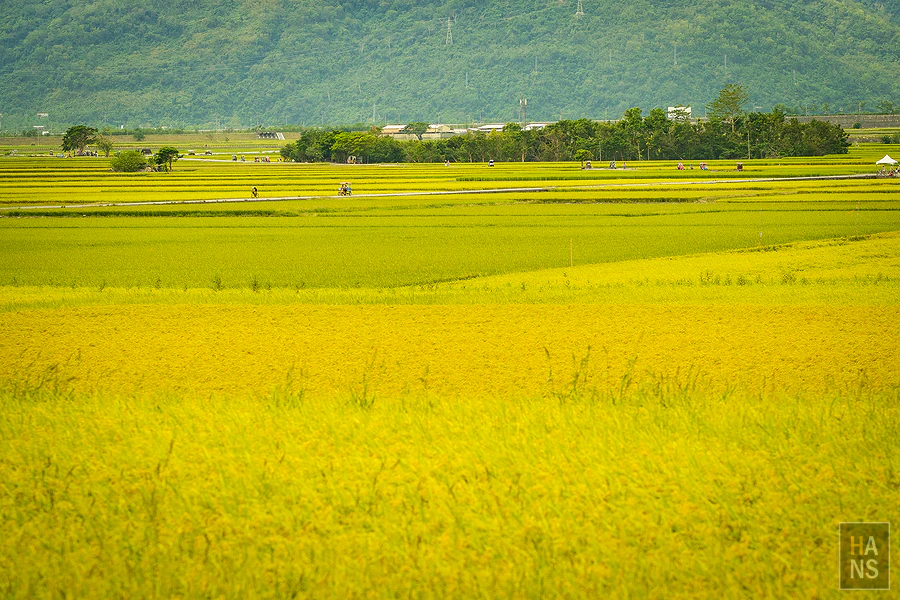 台東池上伯朗大道_清河堂焢土窯米苔目