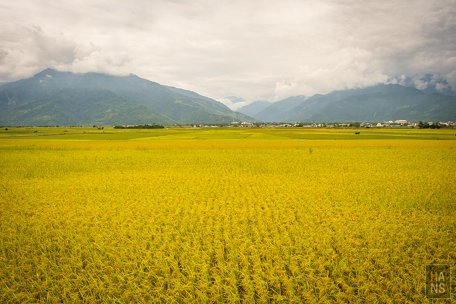 台東池上伯朗大道_清河堂焢土窯米苔目