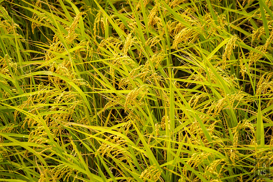 台東池上伯朗大道_清河堂焢土窯米苔目