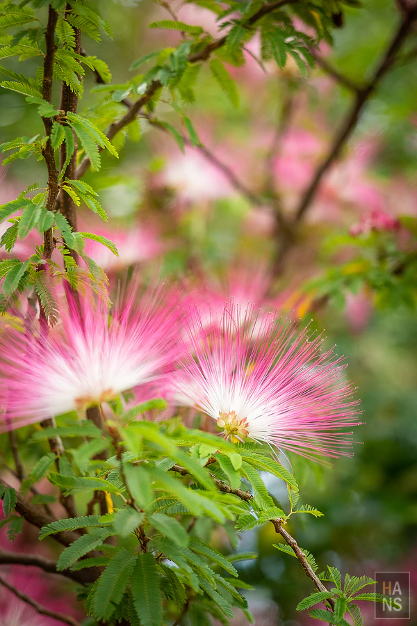 台東池上伯朗大道_清河堂焢土窯米苔目