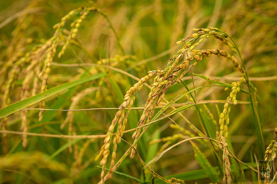 台東池上伯朗大道_清河堂焢土窯米苔目